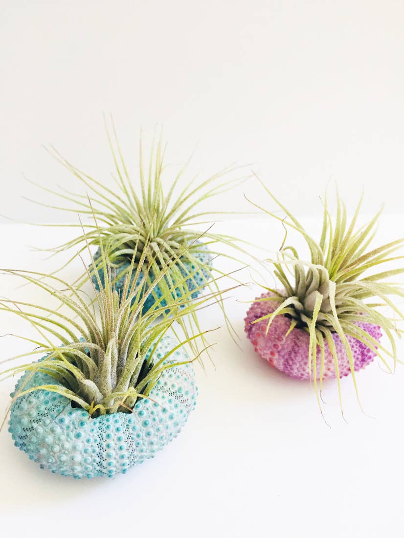Air Plant + Urchin Shell Holder- Indoor planter
