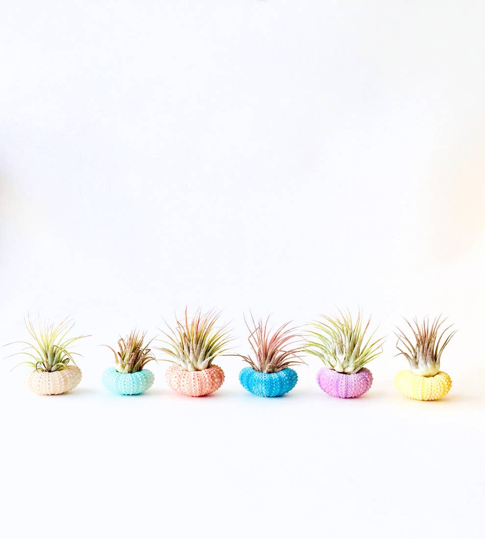 air plant, shell decor, indoor plant