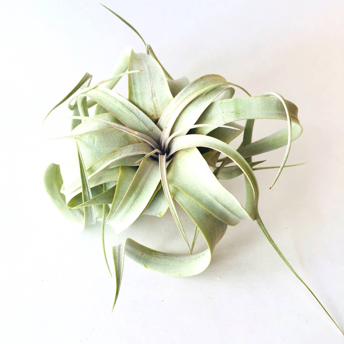 Large Air Plant + Shell Decor - Indoor Planter
