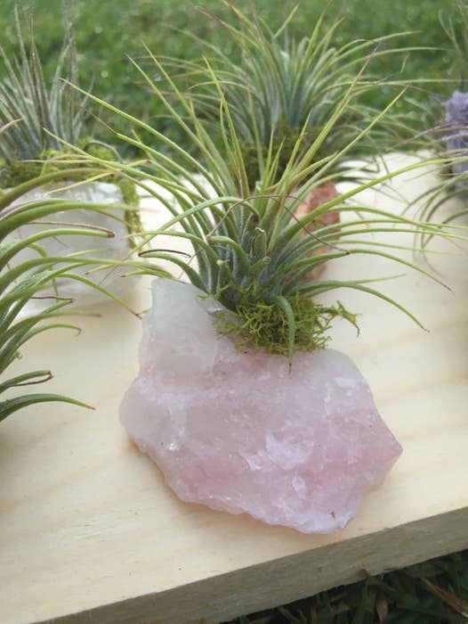 Crystal Air Plants l Zen Garden l Crystal + Plant